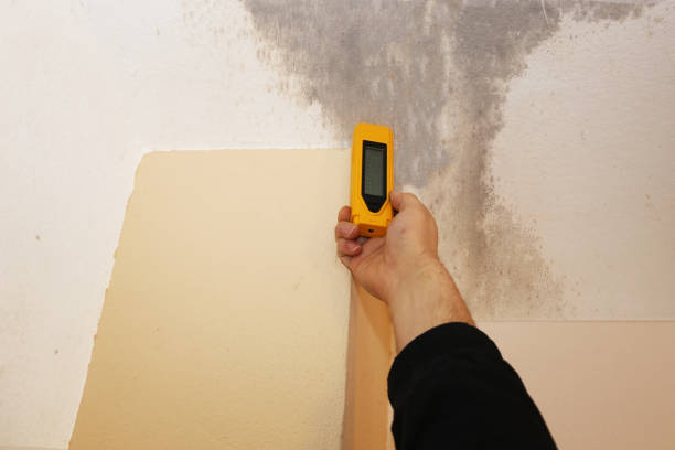 Environmental Consulting for Mold Prevention in Woods Cross, UT