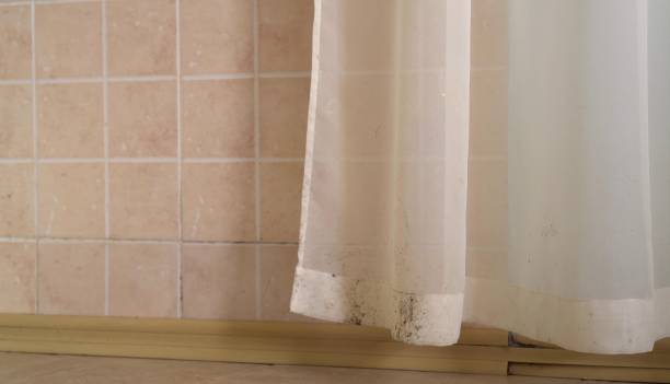 Best Mold-Related Health Consultation  in Woods Cross, UT