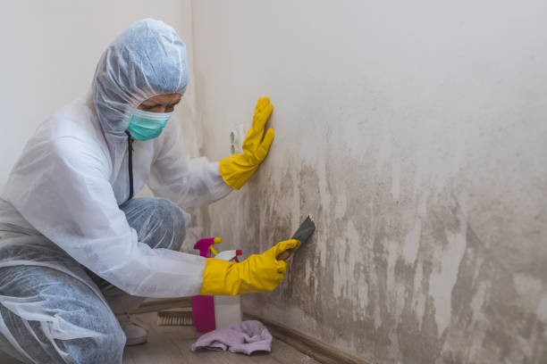 Best Mold Odor Removal Services  in Woods Cross, UT