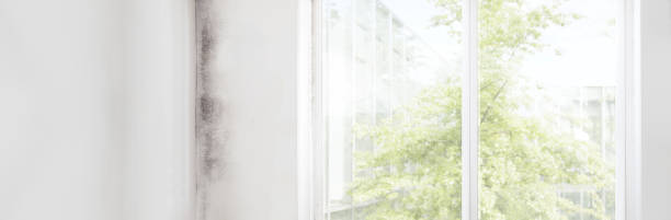 Reliable Woods Cross, UT Mold Removal Solutions